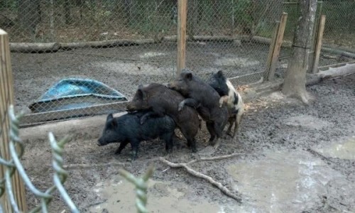 hornoxe.com_picdump294_191