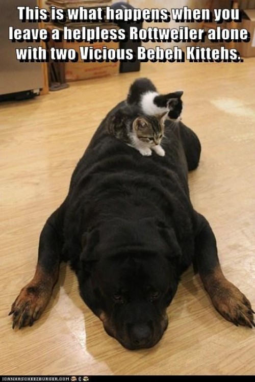 hornoxe.com_picdump295_096