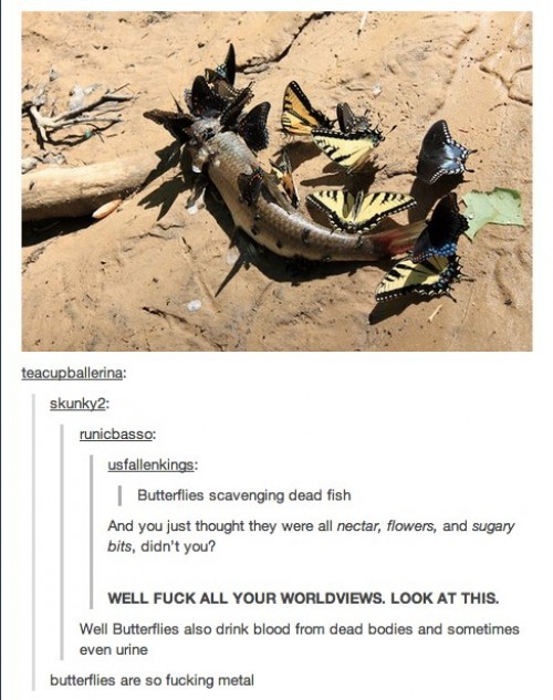 hornoxe.com_picdump295_192