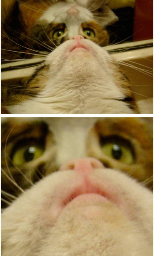 hornoxe.com_picdump296_027