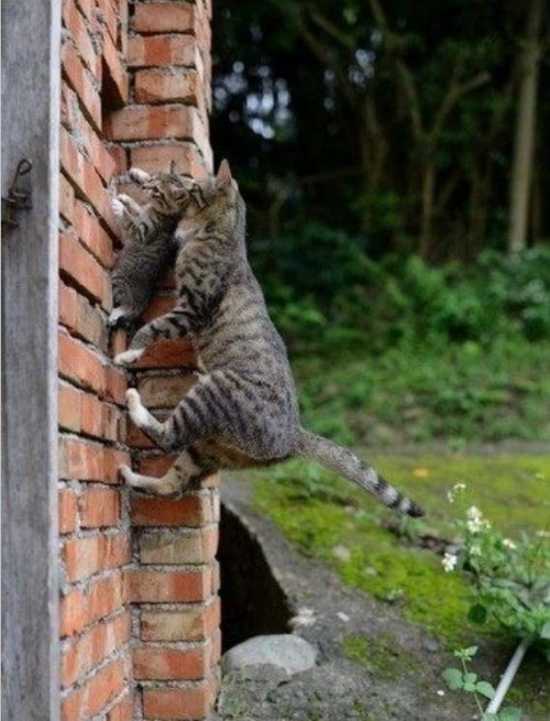 hornoxe.com_picdump296_159