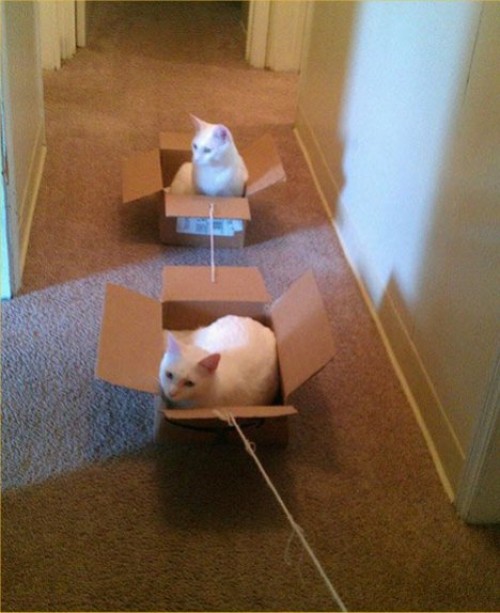 hornoxe.com_picdump297_048