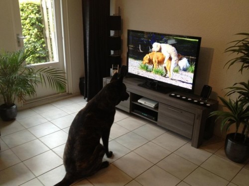 hornoxe.com_picdump297_114