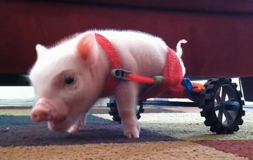 hornoxe.com_picdump297_144