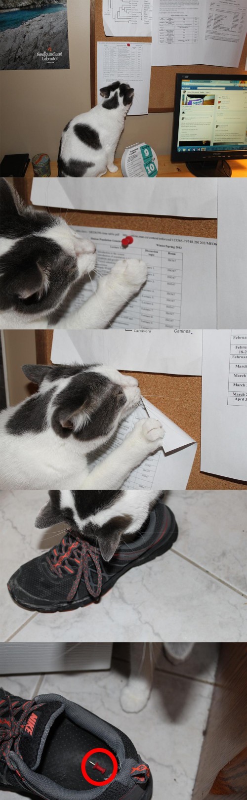 hornoxe.com_picdump298_137