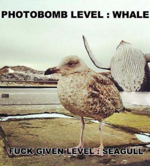 hornoxe.com_picdump298_209