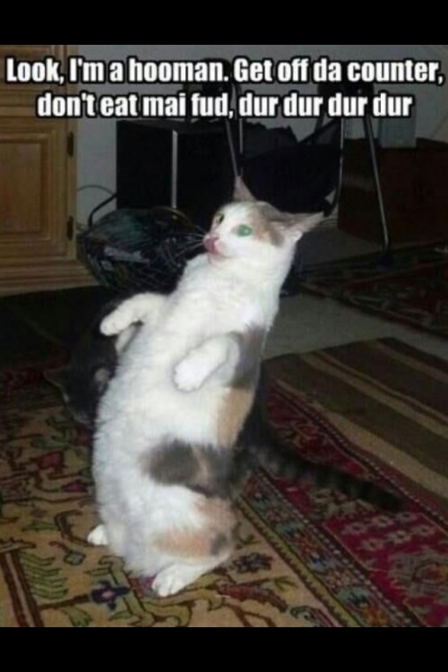 hornoxe.com_picdump299_097