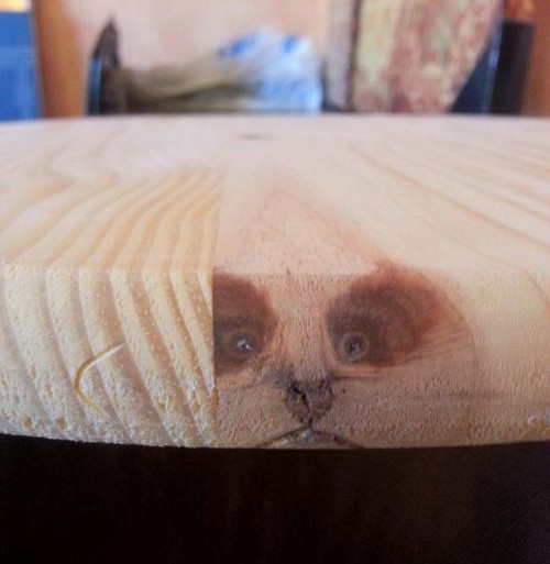 hornoxe.com_picdump299_152