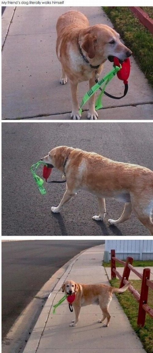 hornoxe.com_picdump300_046