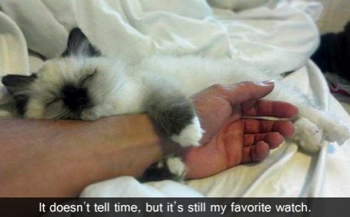 hornoxe.com_picdump300_161