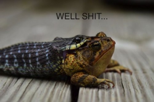 hornoxe.com_picdump300_165