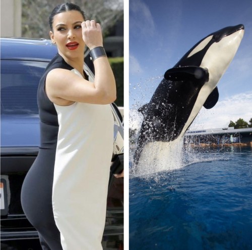 hornoxe.com_picdump301_135