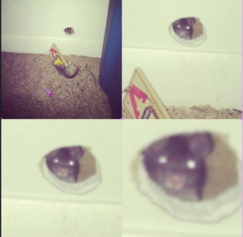 hornoxe.com_picdump302_108