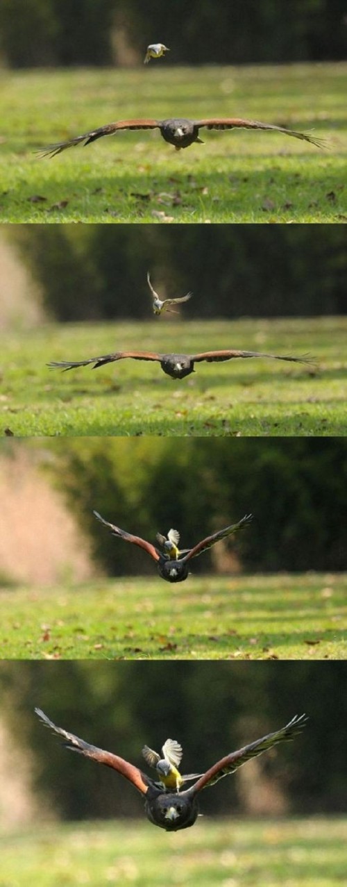 hornoxe.com_picdump302_159