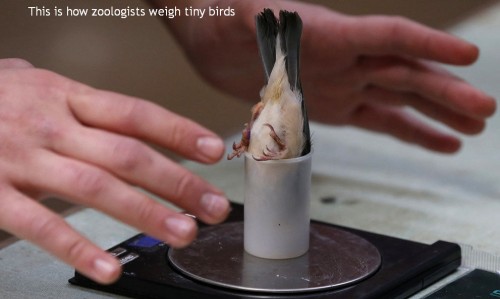 hornoxe.com_picdump303_092