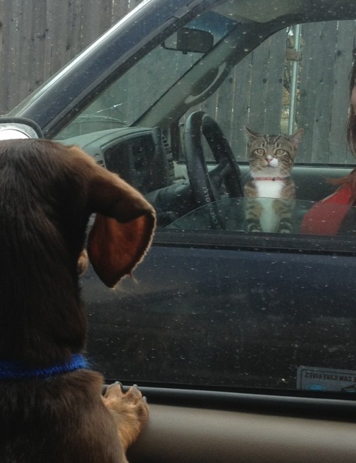 hornoxe.com_picdump303_123