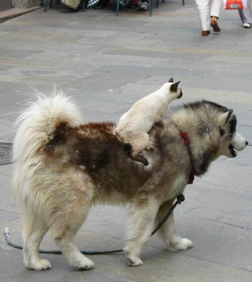 hornoxe.com_picdump303_124