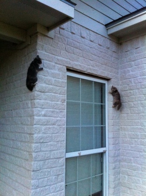 hornoxe.com_picdump303_166