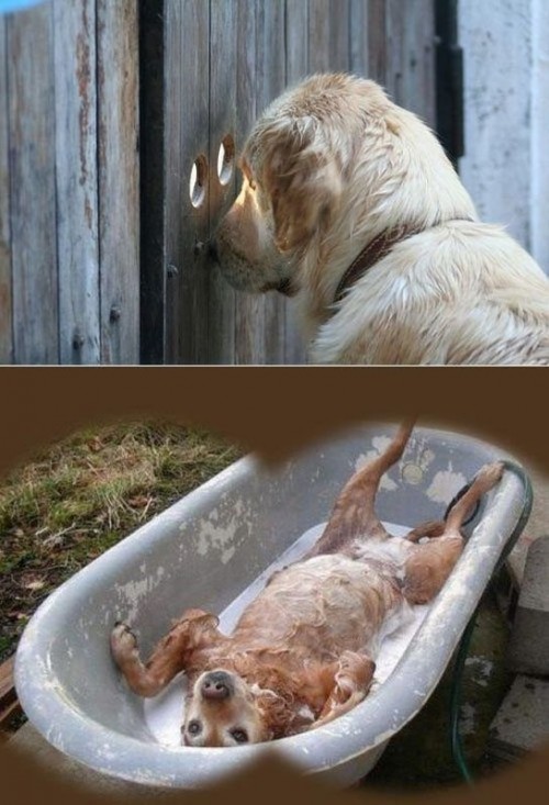 hornoxe.com_picdump303_167