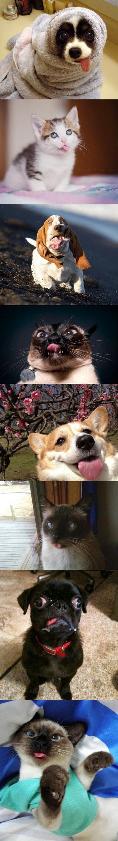 hornoxe.com_picdump303_170