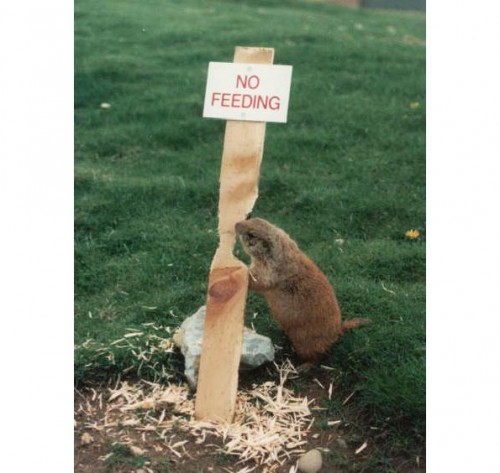 hornoxe.com_picdump303_174