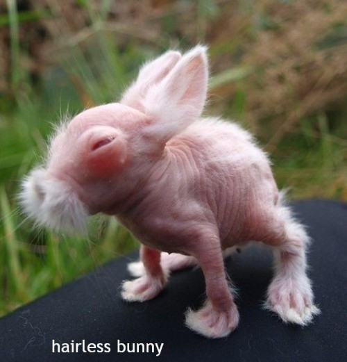 hornoxe.com_picdump304_073