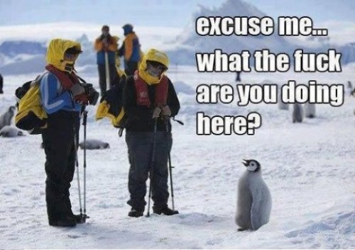 hornoxe.com_picdump304_148