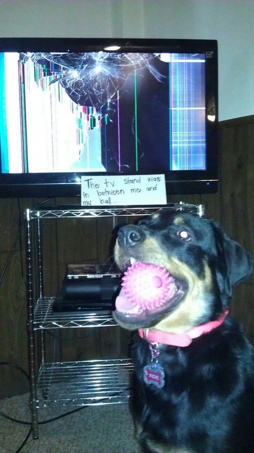 hornoxe.com_picdump305_053