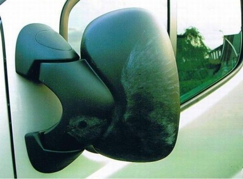 hornoxe.com_picdump305_132