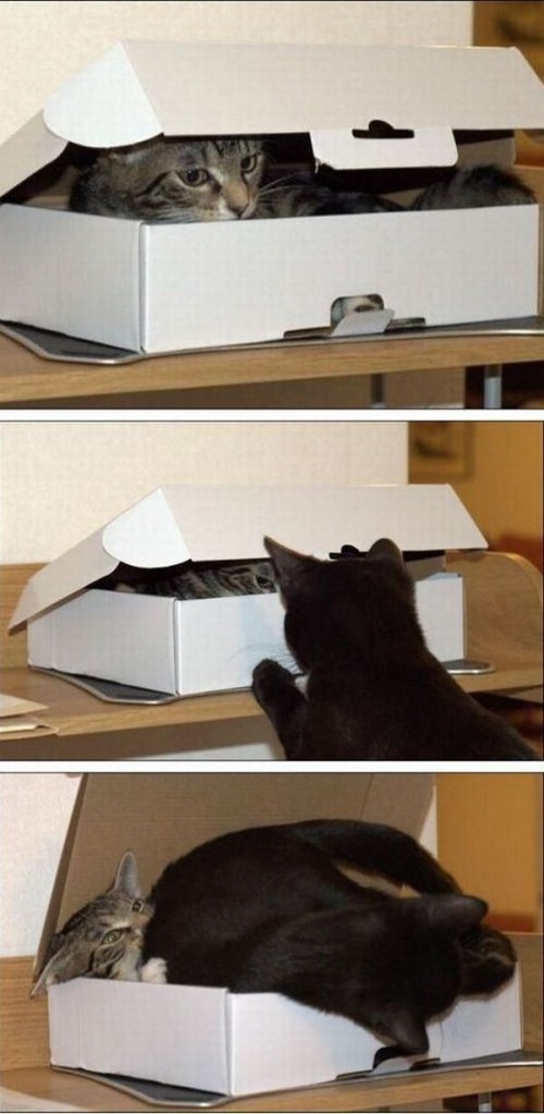 hornoxe.com_picdump305_155