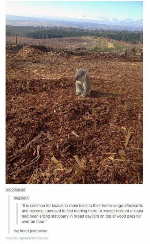 hornoxe.com_picdump308_022