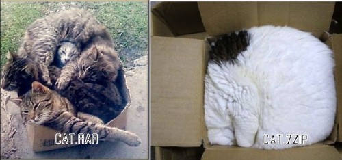 hornoxe.com_picdump308_046