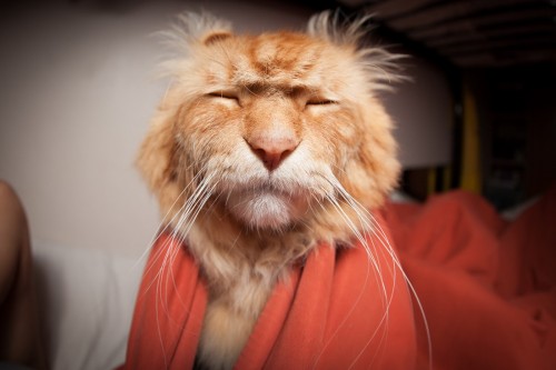 hornoxe.com_picdump308_047