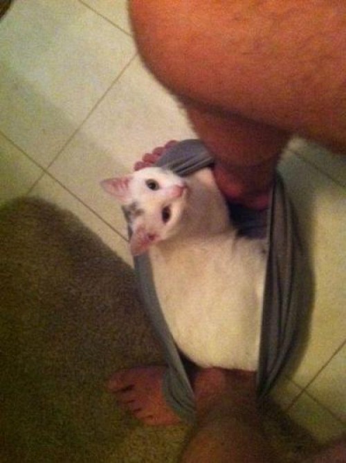 hornoxe.com_picdump308_151