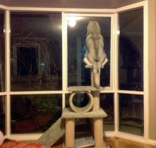 hornoxe.com_picdump308_161