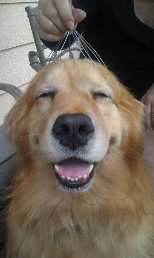 hornoxe.com_picdump308_163