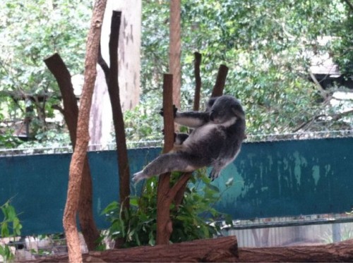 hornoxe.com_picdump310_180