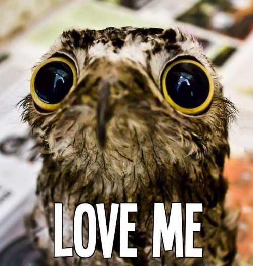 hornoxe.com_picdump311_041