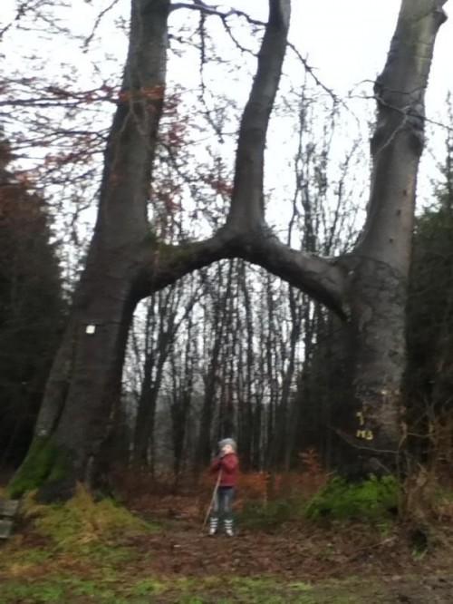 hornoxe.com_picdump311_076