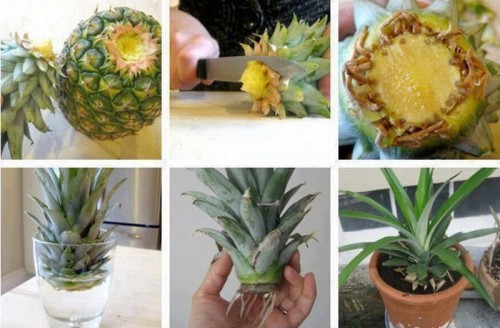 hornoxe.com_picdump312_168