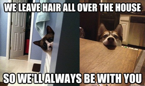 hornoxe.com_picdump312_212