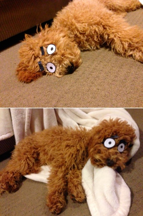 hornoxe.com_picdump314_012