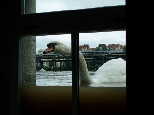 hornoxe.com_picdump314_023