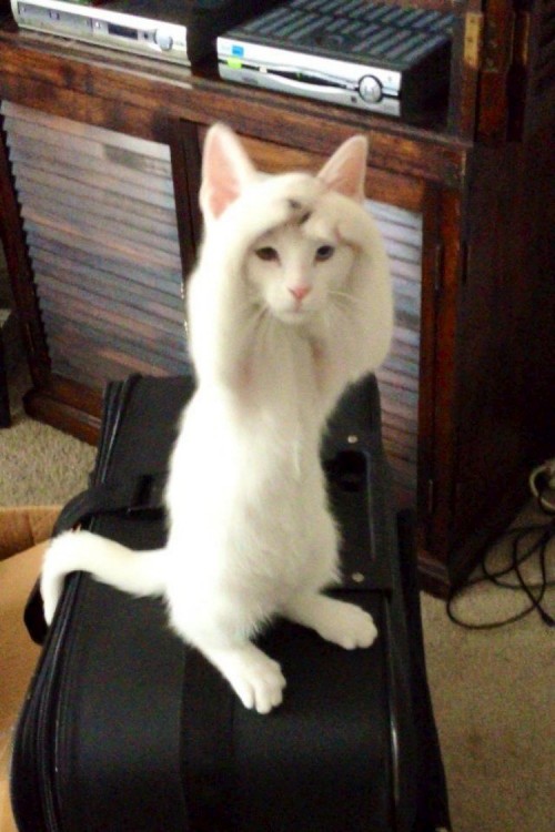 hornoxe.com_picdump314_056