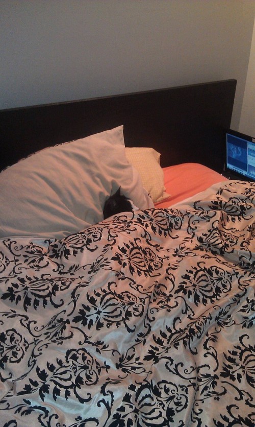 hornoxe.com_picdump314_085