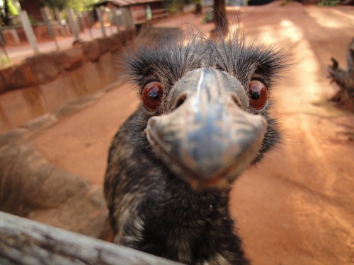 hornoxe.com_picdump314_151