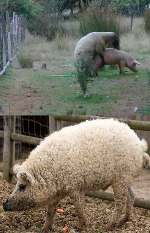 hornoxe.com_picdump315_160