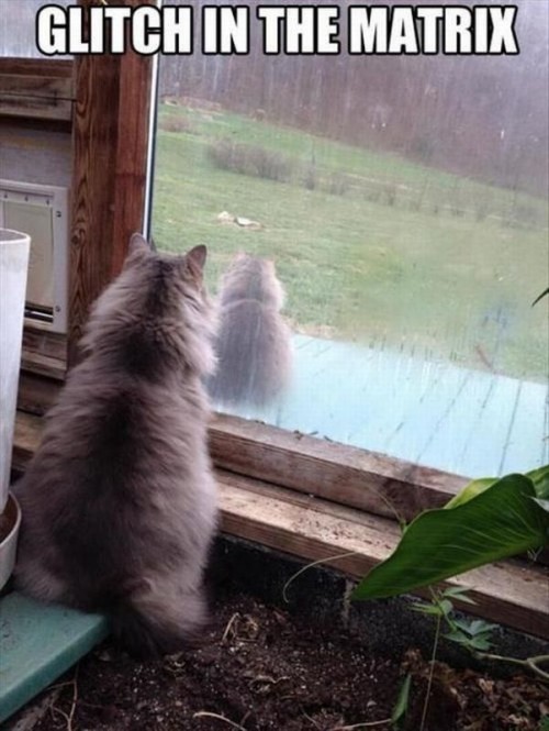 hornoxe.com_picdump316_063