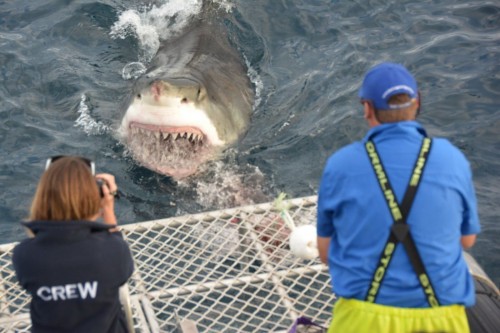 hornoxe.com_picdump316_144