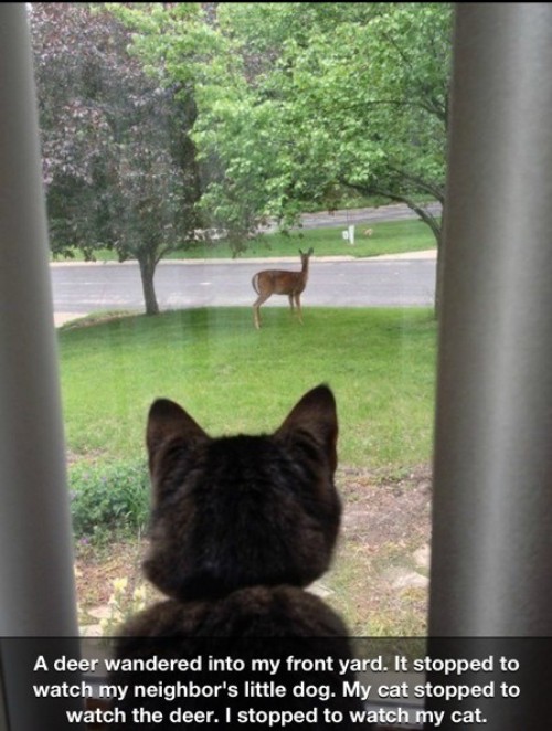 hornoxe.com_picdump316_181